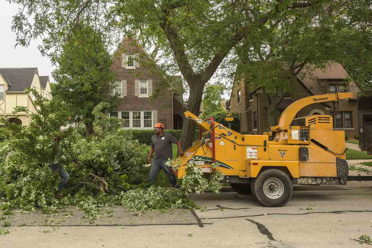 local tree service near me 